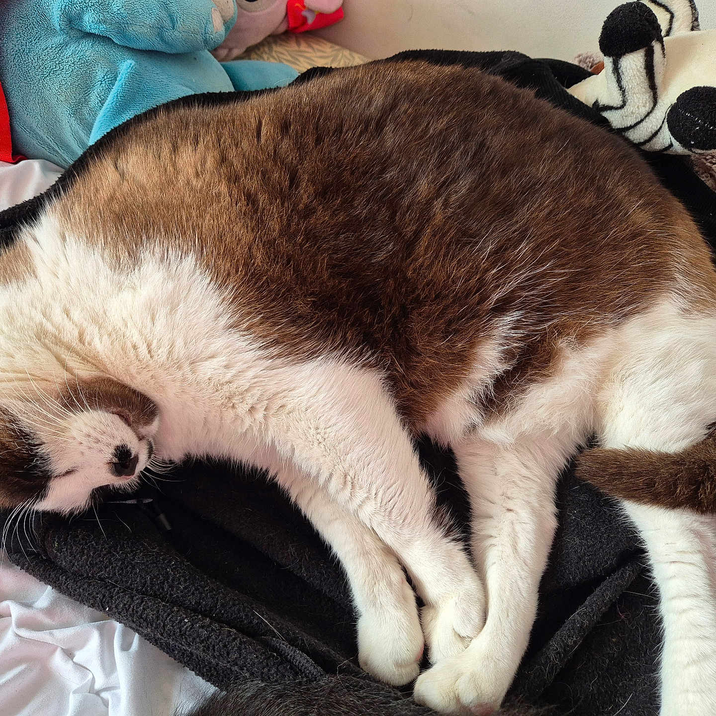 Prince Patapouf a rejoint le concours — aidez-le/la à gagner de superbes lots ! bed, blanket, brown, cat, cozy, cute, domestic_animal, fur, indoor, napping, paw, pet, plush_toy, resting, sleeping, soft, stuffed_animal, tail, whiskers, white