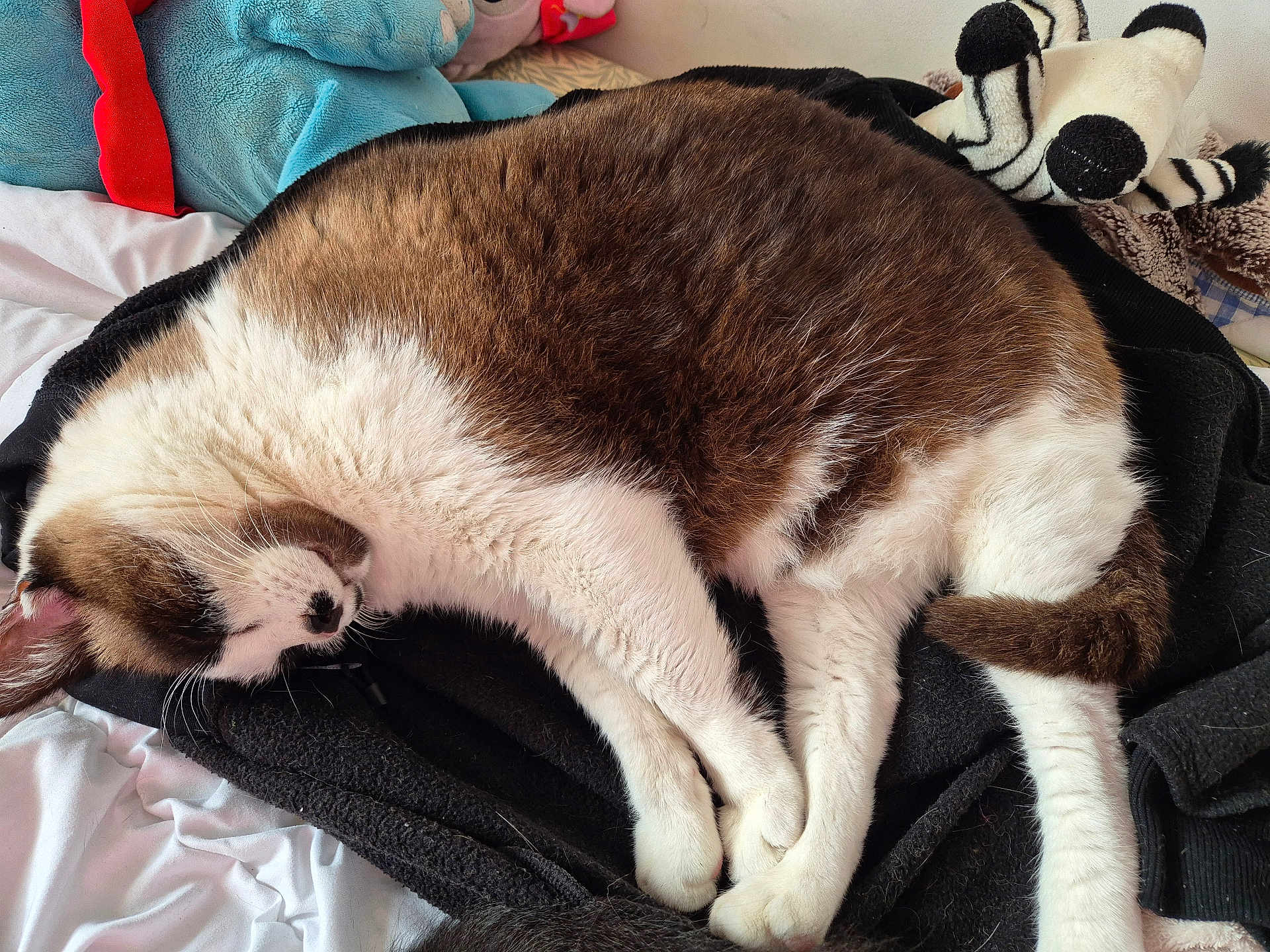 Prince Patapouf a rejoint le concours — aidez-le/la à gagner de superbes lots ! cat, sleeping, fur, brown, white, blanket, stuffed_animal, plush_toy, bed, cozy, resting, domestic_animal, whiskers, paw, tail, indoor, soft, cute, napping, pet