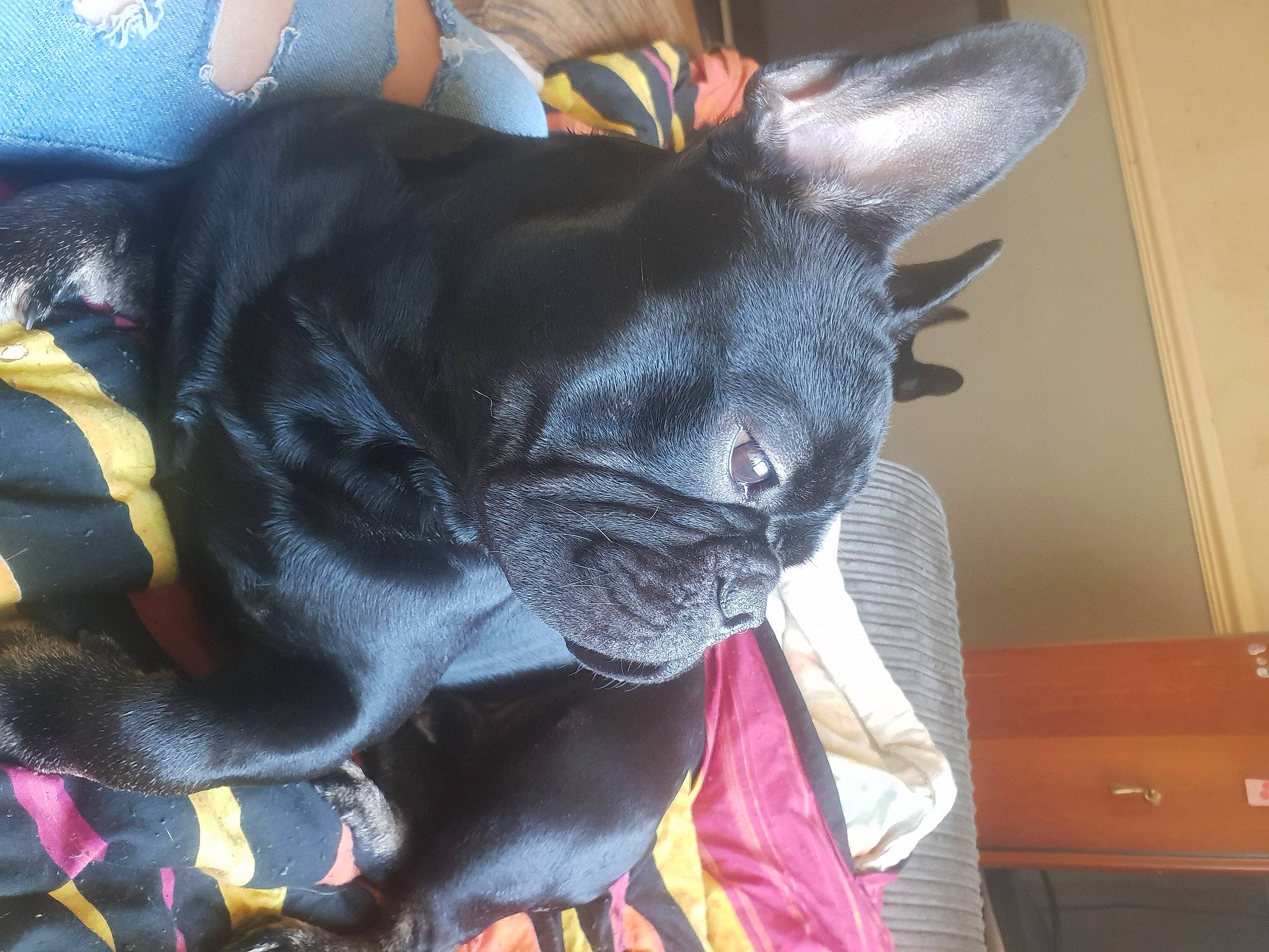 Blaze is registered to the contest to win money with this photo: canidae, carmine, carnivore, comfort, companion_dog, dog, dog_breed, drawer, ear, electric_blue, fawn, felidae, fur, small_to_medium_sized_cats, snout, terrestrial_animal, toy, toy_dog, whiskers, working_animal