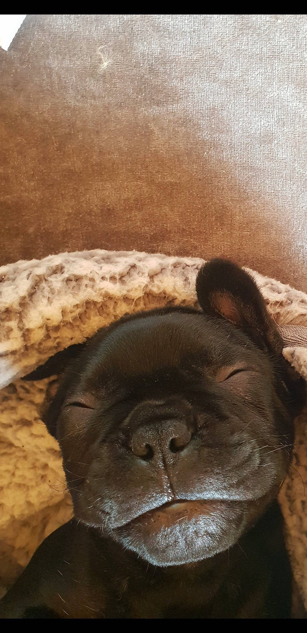 Blaze is registered to the contest to win money with this photo: canidae, carnivore, comfort, dog, dog_breed, fawn, felidae, fur, hat, liver, rock, snout, sporting_group, terrestrial_animal, whiskers, wildlife, window, wood, working_animal, wrinkle