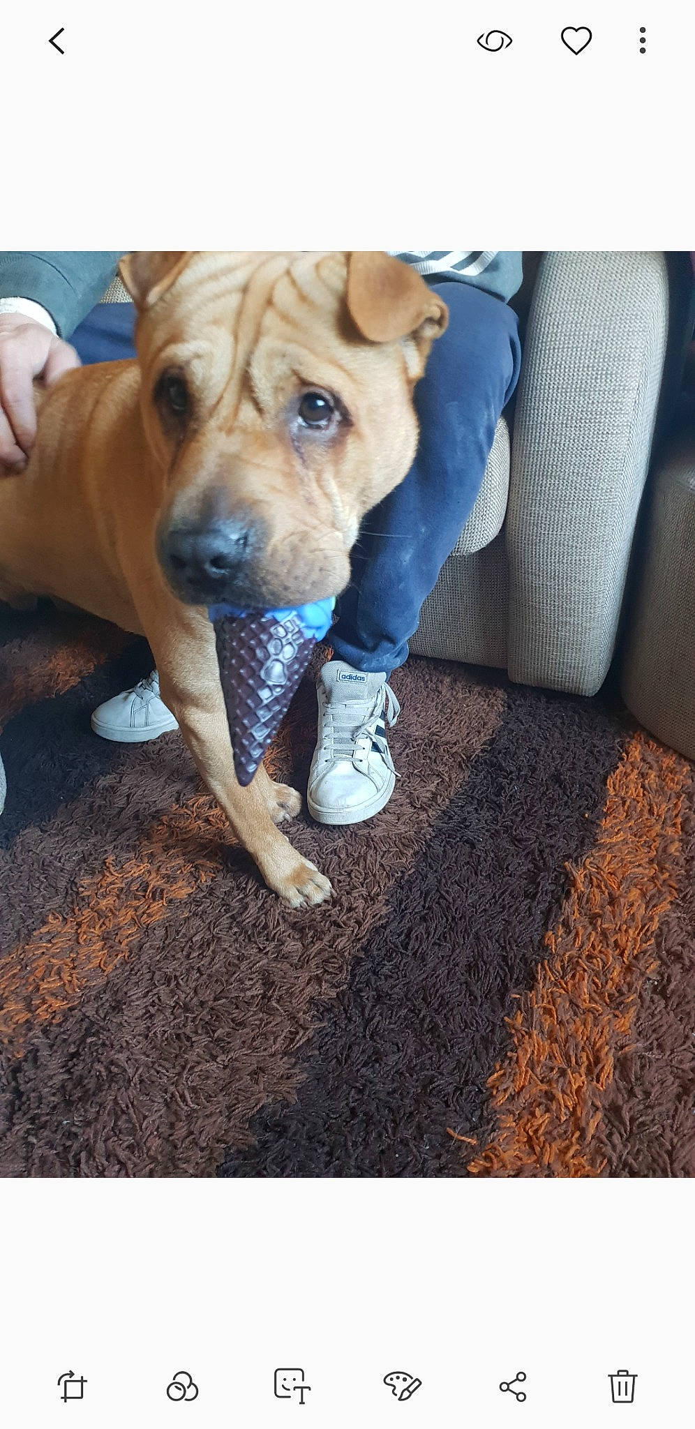 Rocco joined the competition — help win amazing prizes! canidae, carnivore, companion_dog, dog, dog_breed, fawn, flooring, fur, non_sporting_group, pet_supply, snout, soil, sporting_group, whiskers, wood, working_animal