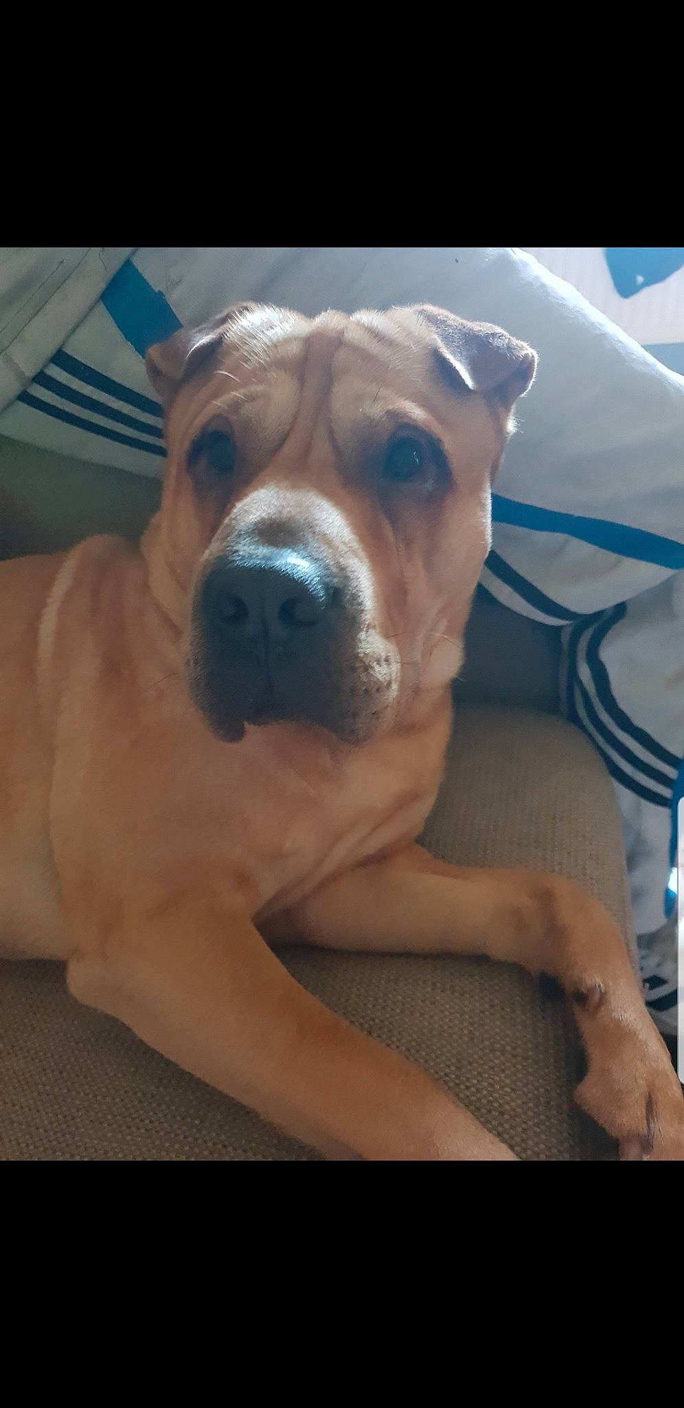 Rocco joined the competition — help win amazing prizes! canidae, carnivore, comfort, companion_dog, dog, dog_breed, dog_collar, fawn, guard_dog, head, molosser, non_sporting_group, snout, sporting_group, whiskers, working_animal, working_dog, wrinkle