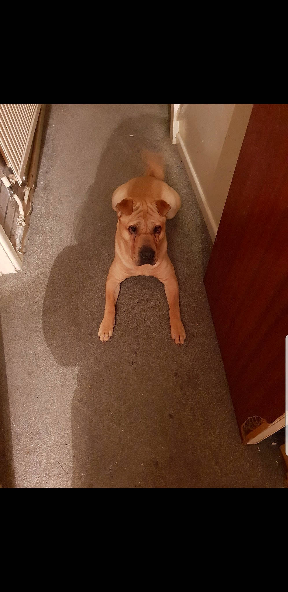 Rocco is registered to the contest to win money with this photo: canidae, carnivore, companion_dog, dog, dog_breed, dog_clothes, fawn, floor, flooring, hardwood, paw, pet_supply, puppy, room, snout, sporting_group, tail, toy_dog, wood, working_animal