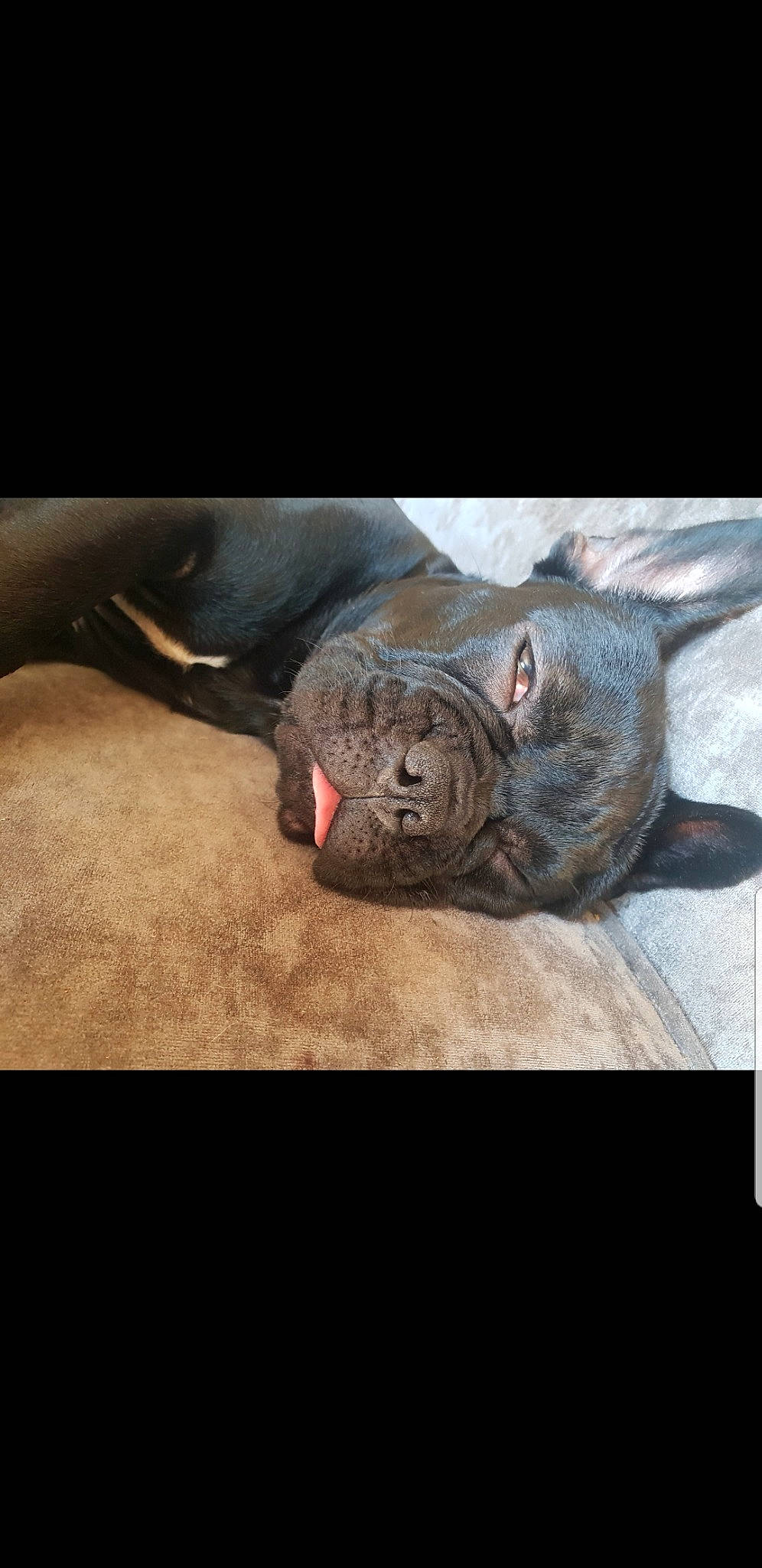 Winnie is registered to the contest to win money with this photo: carnivore, comfort, felidae, fur, metal, paw, photo_caption, sculpture, snout, tail, terrestrial_animal, whiskers, wildlife, wrinkle