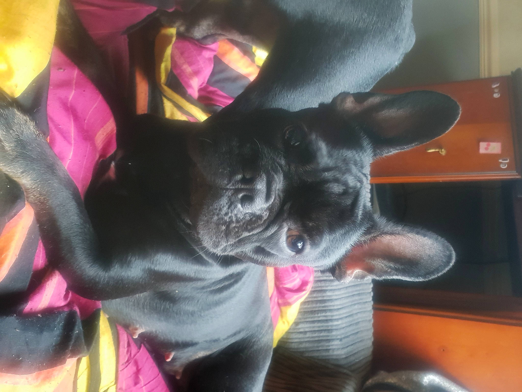 Winnie is registered to the contest to win money with this photo: canidae, carmine, carnivore, collar, companion_dog, dog, dog_breed, ear, fashion_accessory, fawn, felidae, fur, magenta, purple, small_to_medium_sized_cats, snout, sporting_group, tail, whiskers, working_animal