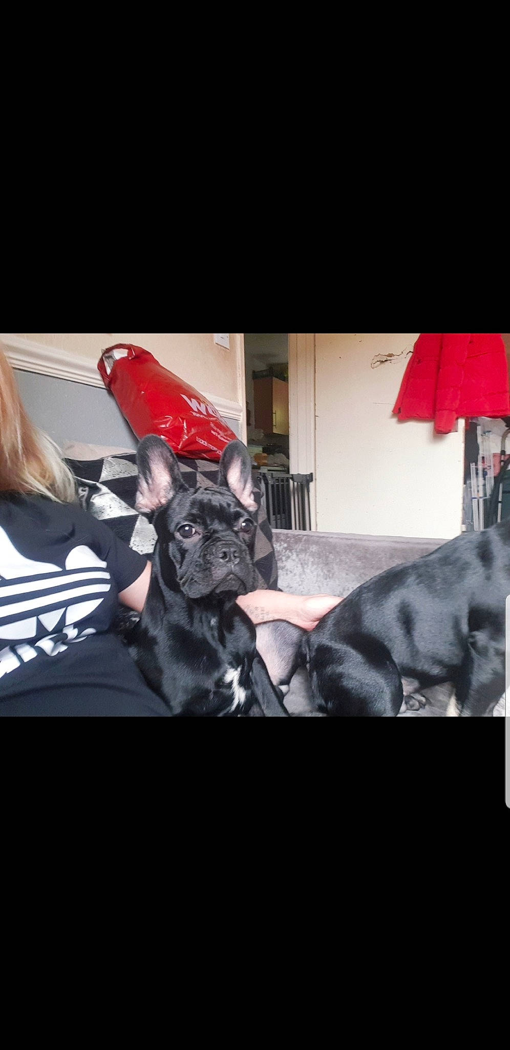 Winnie is registered to the contest to win money with this photo: carmine, carnivore, companion_dog, darkness, dog, dog_breed, entertainment, event, eyewear, fawn, felidae, flash_photography, font, fun, magenta, snout, sporting_group, t_shirt, toy_dog, whiskers