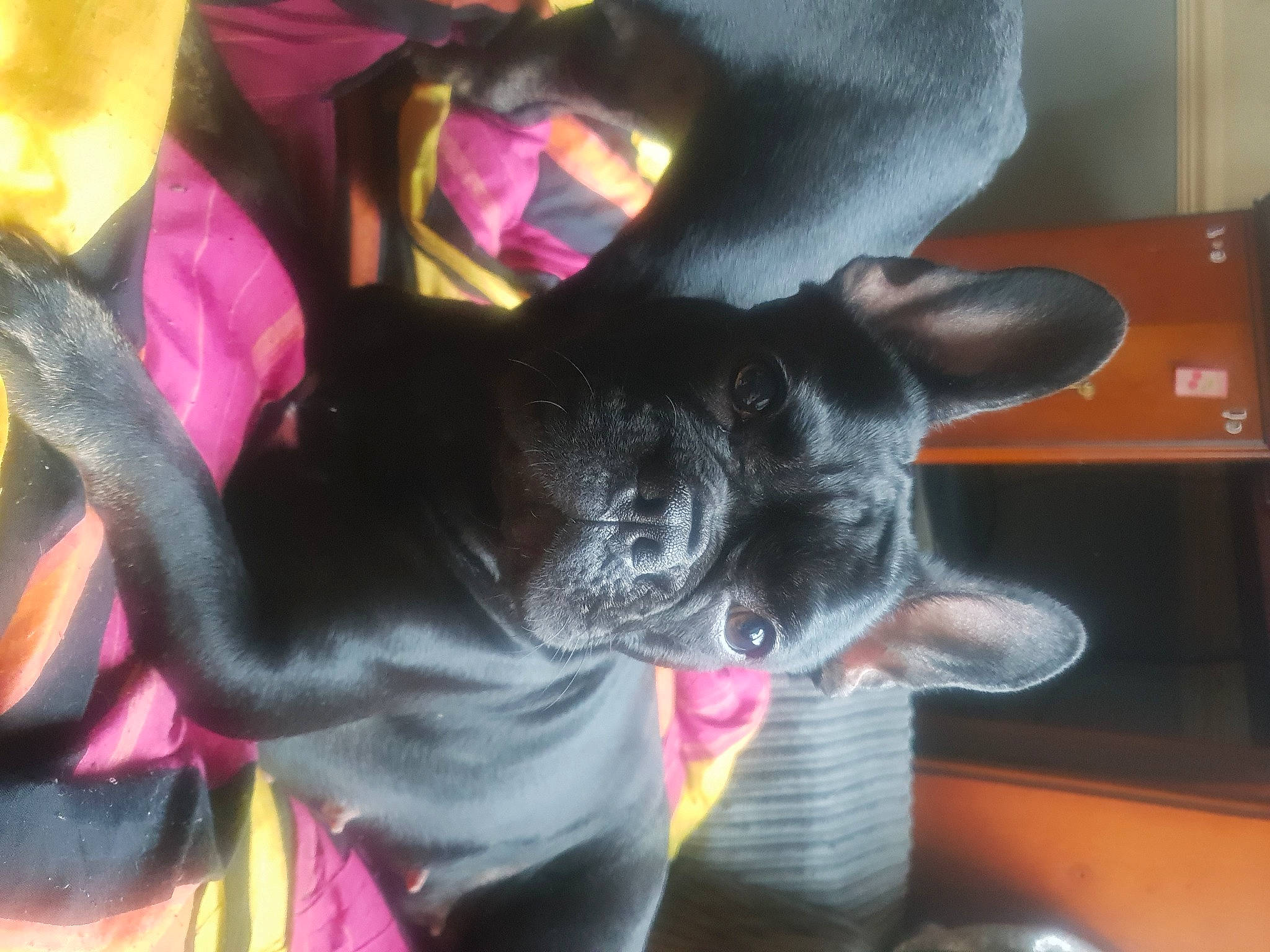 Winnie is registered to the contest to win money with this photo: canidae, carmine, carnivore, companion_dog, dog, dog_breed, ear, fawn, felidae, fur, magenta, mammal, purple, small_to_medium_sized_cats, snout, sporting_group, tail, toy, vertebrate, whiskers