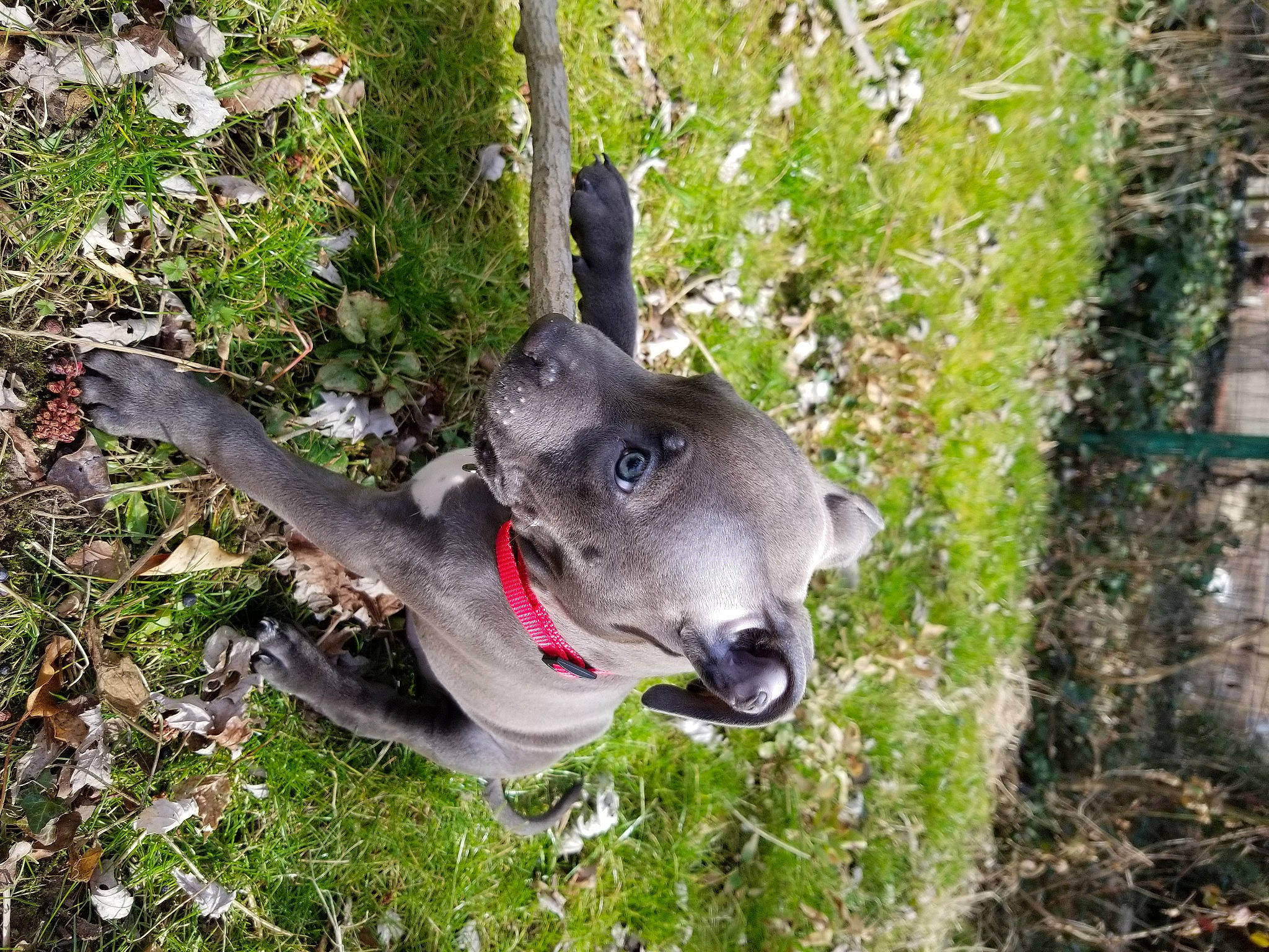 Razor joined the competition — help win amazing prizes! adventure, canidae, carnivore, collar, dog, dog_breed, fawn, grass, groundcover, non_sporting_group, plant, snout, soil, sporting_group, tail, terrestrial_animal, terrestrial_plant, trunk, wildlife, working_animal