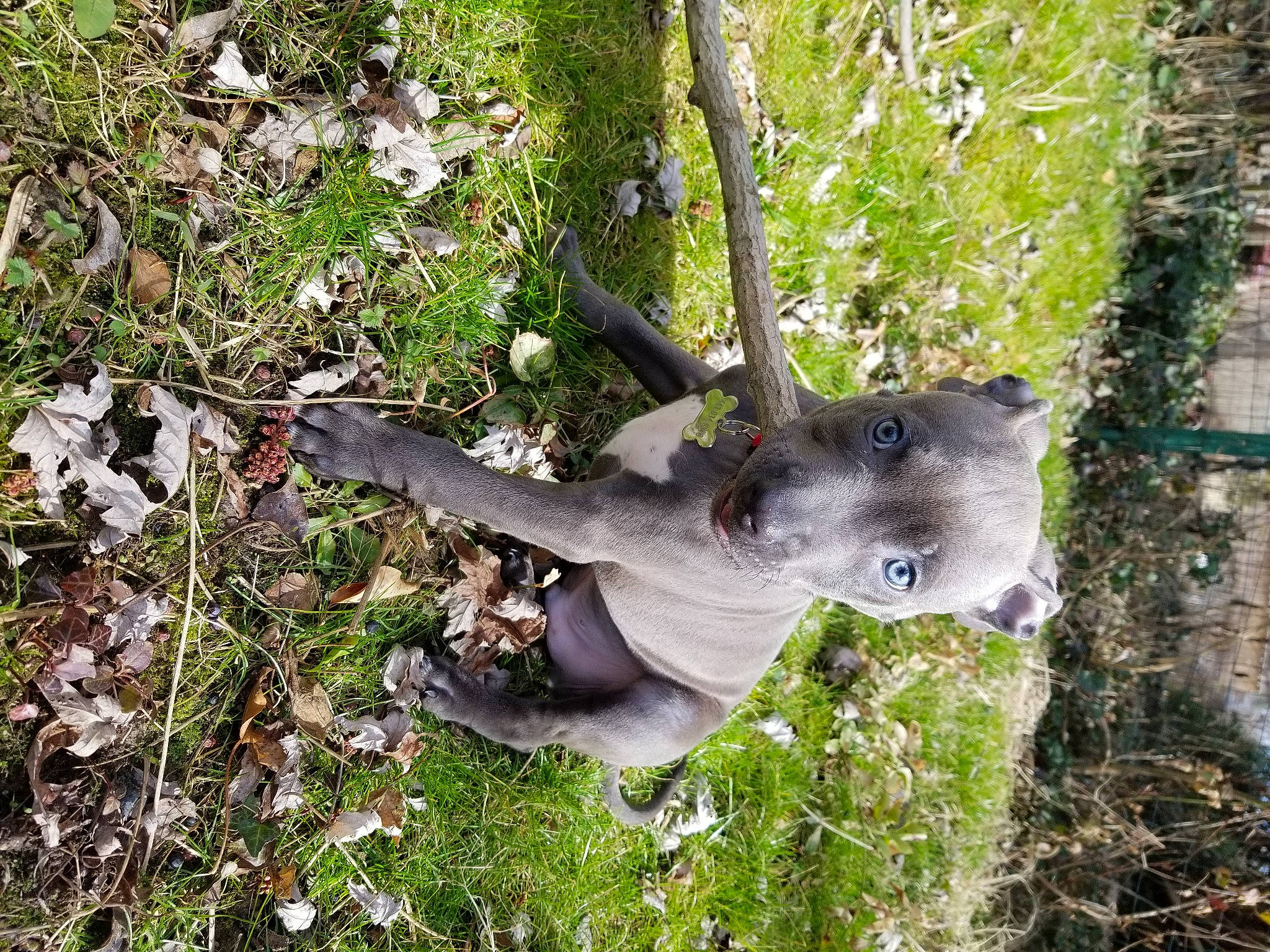 Razor is registered to the contest to win money with this photo: art, botany, canidae, fawn, grass, groundcover, plant, sculpture, snout, soil, sporting_group, tail, terrestrial_animal, tree, trunk, twig, wood, working_animal