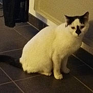 Leo a rejoint le concours — aidez-le/la à gagner de superbes lots ! cat, white_cat, black_markings, indoor, tiled_floor, radiator, curtains, pet, sitting, animal, feline, floor, domestic, quiet, calm, looking, side_view, home, resting, face