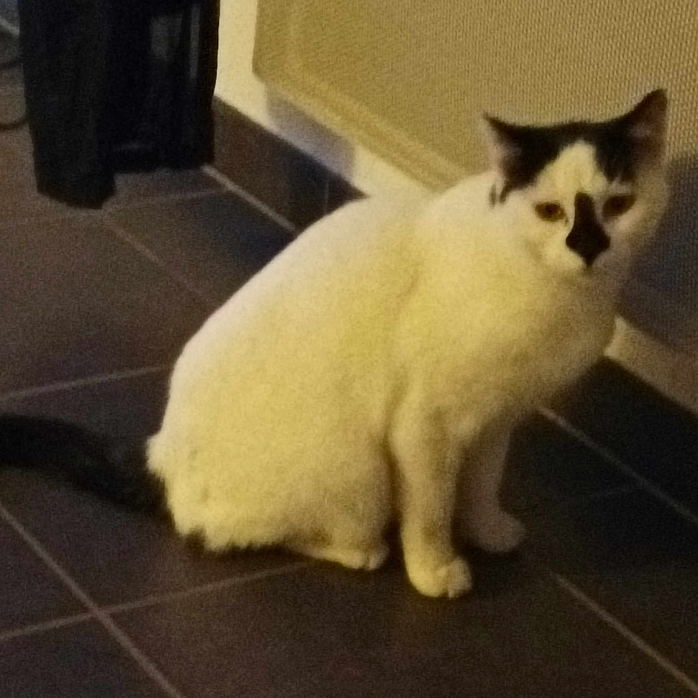 Leo