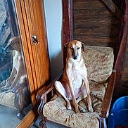 Zouma participe au concours pour gagner de l'argent avec cette photo : dog, armchair, reflection, wooden_furniture, vintage, indoor, pet, calm, seated, mirror, floral_pattern, floor, wood_paneling, cozy, furniture, resting, brown, domestic_animal, living_room, quiet