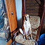 armchair, brown, calm, cozy, dog, domestic_animal, floor, floral_pattern, furniture, indoor, living_room, mirror, pet, quiet, reflection, resting, seated, vintage, wood_paneling, wooden_furniture