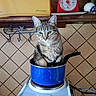 cat, tabby_cat, blue_pot, stove, kitchen, tile_wall, kitchen_scale, toaster, electric_stove, curious, sitting, indoor, household, pet, animal, countertop, handle, appliance, domestic, funny