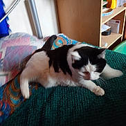 Gipsy participe au concours pour gagner de l'argent avec cette photo : animal, bed, black_and_white, blanket, cat, colorful, cozy, domestic, feline, furniture, home, indoor, papers, pet, quilt, relaxing, resting, shelf, sleeping, textured