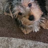 Snickers is registered to the contest to win money with this photo: black_fur, brown_fur, carpet, close_up, cute, dog, eyes, face, floor, fluffy, indoors, long_hair, lying_down, nose, pet, portrait, puppy, scruffy, small_dog, white_fur