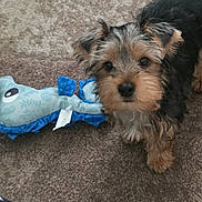 Snickers joined the competition — help win amazing prizes! animal, black_and_tan, blue_toy, brown_fur, carpet, cute, dog, fish_toy, floppy_ears, home, indoors, looking_at_camera, pet, playful, portrait, puppy, scruffy_fur, sitting, small_dog, yorkshire_terrier