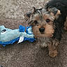 animal, black_and_tan, blue_toy, brown_fur, carpet, cute, dog, fish_toy, floppy_ears, home, indoors, looking_at_camera, pet, playful, portrait, puppy, scruffy_fur, sitting, small_dog, yorkshire_terrier