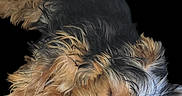 Snickers is registered to the contest to win money with this photo: animal, black_and_tan, black_background, close_up, curled_up, cute, dog, floppy_ears, isolated_background, long_hair, nose, paws, pet, portrait, puppy, resting, shaggy_fur, sleeping, small_dog, yorkshire_terrier