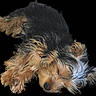 animal, black_and_tan, black_background, close_up, curled_up, cute, dog, floppy_ears, isolated_background, long_hair, nose, paws, pet, portrait, puppy, resting, shaggy_fur, sleeping, small_dog, yorkshire_terrier