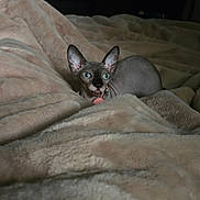 Cleo joined the competition — help win amazing prizes! sphynx_cat, cat, pet, indoor, blanket, cozy, feline, furless_cat, collar, blue_eyes, resting, soft_texture, warm, cute, animal, comfort, bed, tongue_out, dark_background, relaxed