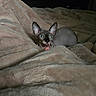 sphynx_cat, cat, pet, indoor, blanket, cozy, feline, furless_cat, collar, blue_eyes, resting, soft_texture, warm, cute, animal, comfort, bed, tongue_out, dark_background, relaxed