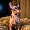 Cleo is registered to the contest to win money with this photo: sphynx_cat, cat, blue_eyes, hairless_cat, pet, collar, bell, furry_blanket, indoor, portrait, close_up, animal, feline, ears, whiskers, soft_lighting, warm_colors, curious, seated, domestic_cat