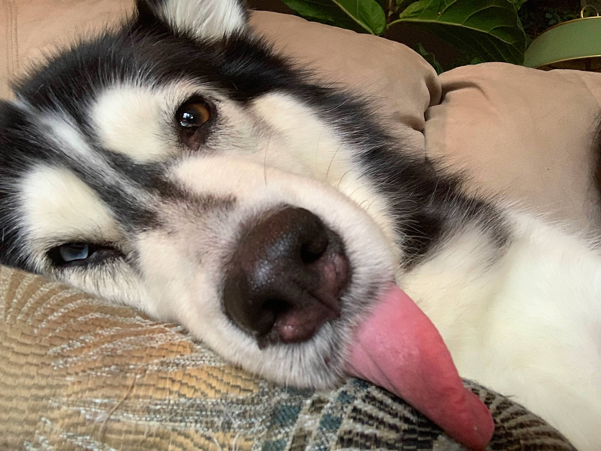 Lady is registered to the contest to win money with this photo: alaskan_klee_kai, alaskan_malamute, canadian_eskimo_dog, canidae, carnivore, dog, dog_breed, eye, mammal, miniature_siberian_husky, northern_inuit_dog, nose, sakhalin_husky, seppala_siberian_sleddog, siberian_husky, sled_dog, snout, vertebrate, whiskers, wolfdog