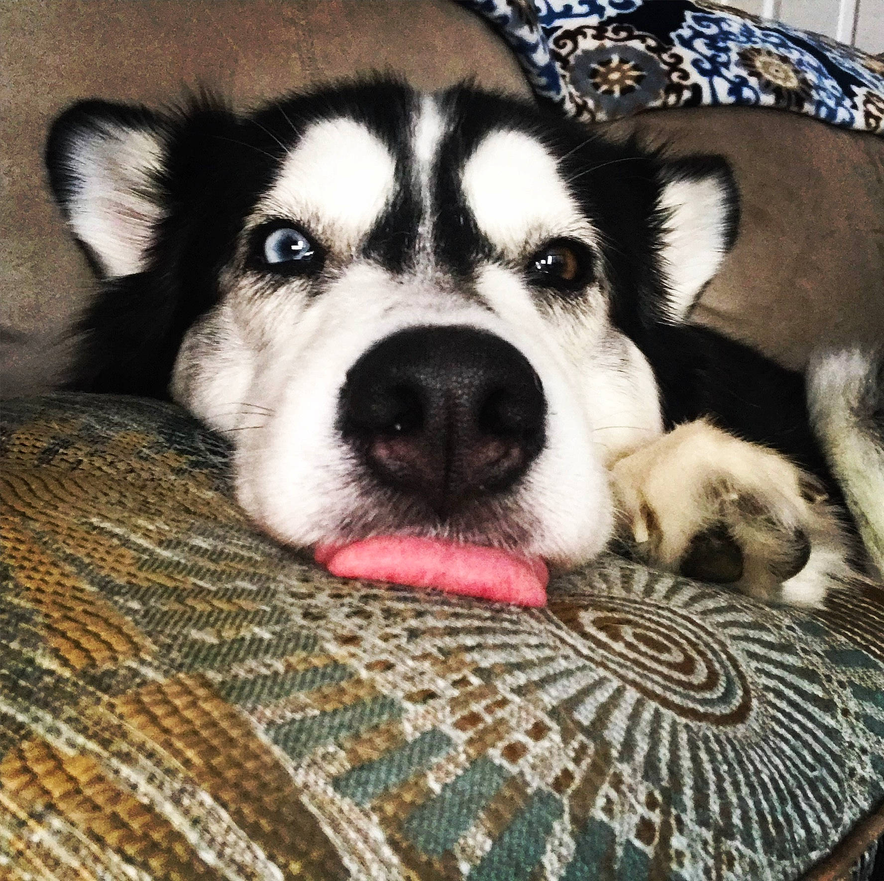 Lady joined the competition — help win amazing prizes! alaskan_malamute, canadian_eskimo_dog, canidae, carnivore, dog, dog_breed, labrador_husky, mammal, miniature_siberian_husky, northern_inuit_dog, nose, puppy, rare_breed_dog, sakhalin_husky, seppala_siberian_sleddog, siberian_husky, sled_dog, snout, vertebrate, wolfdog