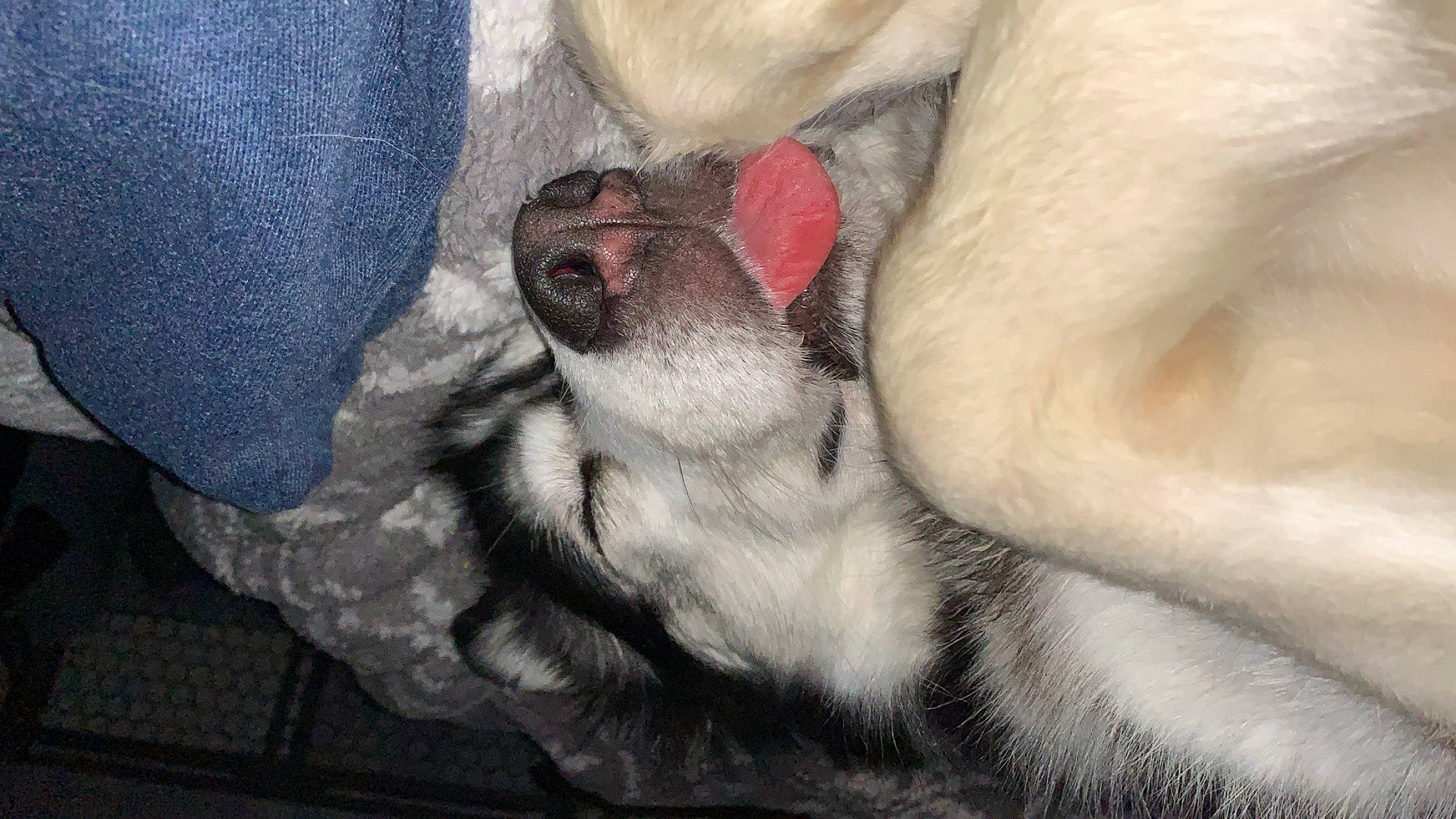 Lady is registered to the contest to win money with this photo: canidae, carnivore, dog_breed, fawn, mouth, nap, nose, paw, pug, puppy, snout