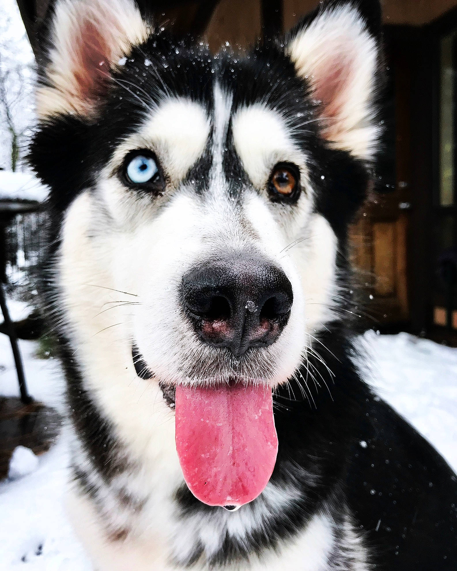 Lady joined the competition — help win amazing prizes! alaskan_malamute, canadian_eskimo_dog, canidae, carnivore, dog, dog_breed, east_siberian_laika, greenland_dog, mammal, miniature_siberian_husky, native_american_indian_dog, northern_inuit_dog, nose, sakhalin_husky, seppala_siberian_sleddog, siberian_husky, sled_dog, snout, tamaskan_dog, vertebrate