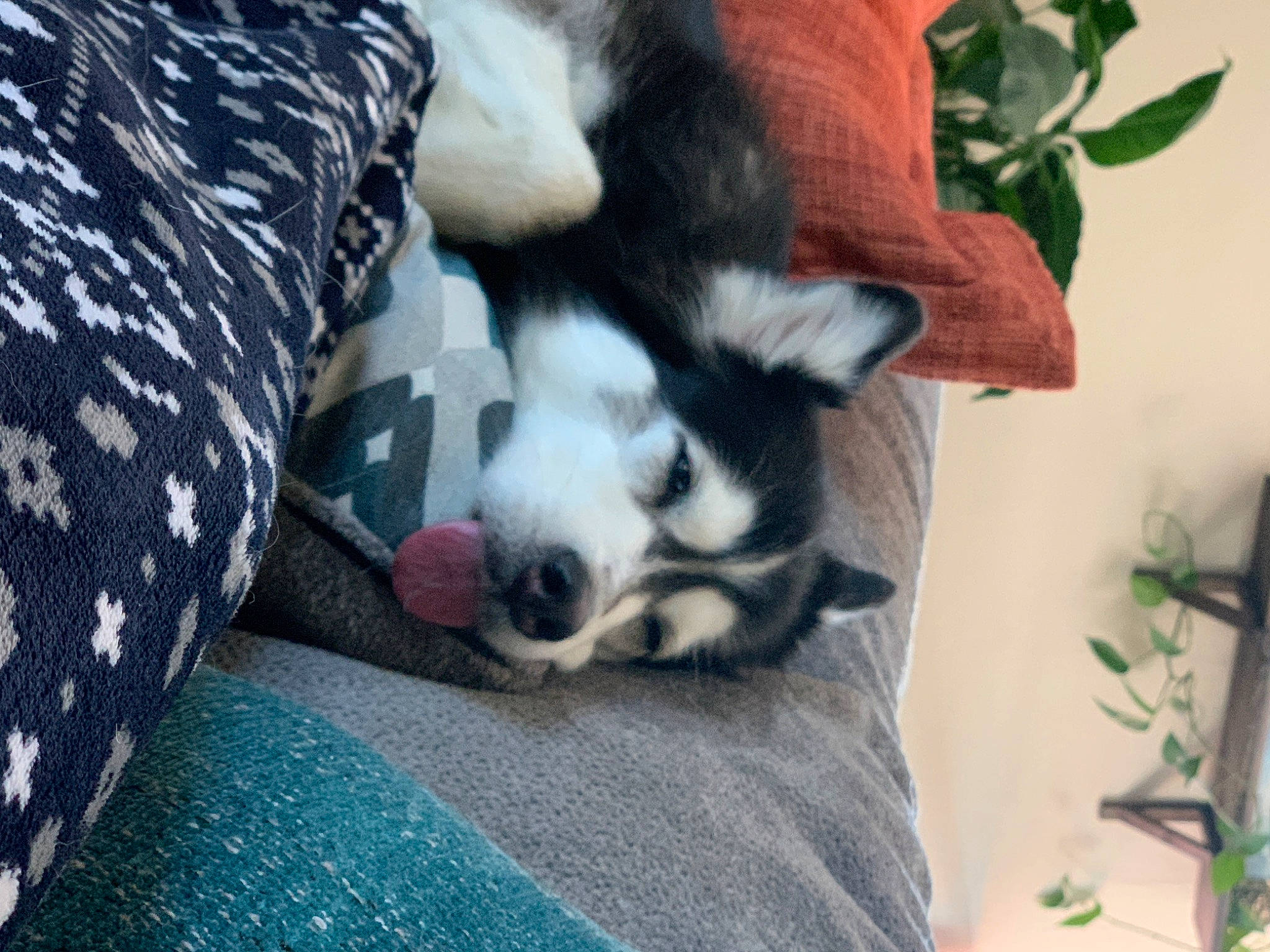 Lady joined the competition — help win amazing prizes! alaskan_klee_kai, alaskan_malamute, canidae, carnivore, dog, dog_breed, mammal, miniature_siberian_husky, nap, nose, puppy, siberian_husky, sled_dog, snout, sporting_group, vertebrate, wolfdog