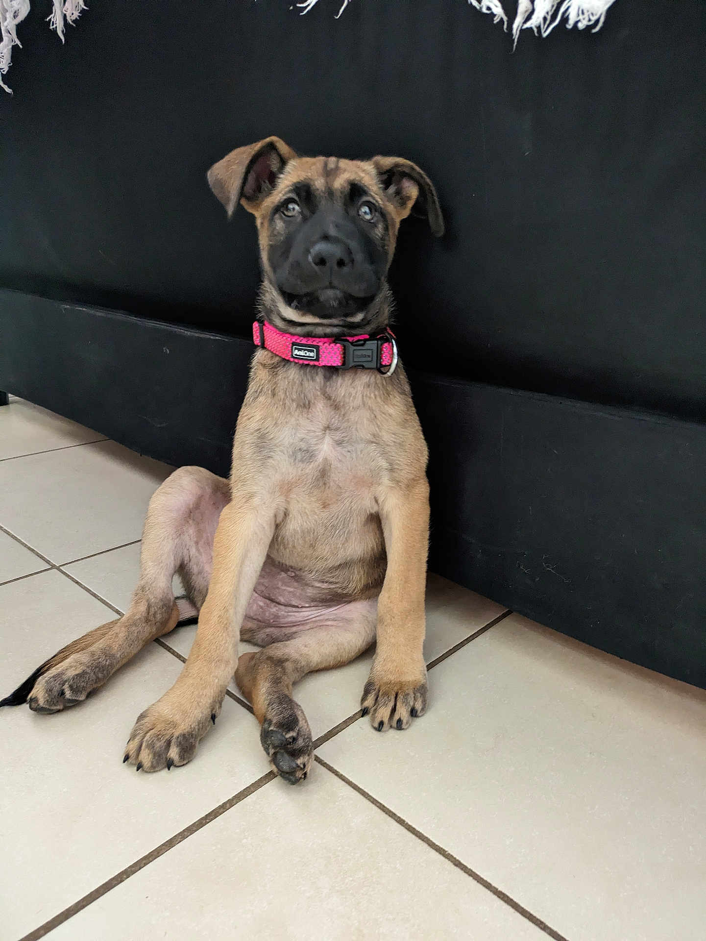 Tornade participe au concours pour gagner de l'argent avec cette photo : puppy, dog, pink_collar, sitting, floor, tile_floor, black_couch, indoor, pet, young_dog, curious, ears, fur, animal, companion, cute, canine, domestic_animal, looking_up, resting
