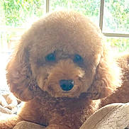 Maximus is registered to the contest to win money with this photo: dog, poodle, curly_fur, fluffy, pet, indoors, blanket, window, daylight, cozy, brown_fur, cute, animal, companion, relaxed, closeup, portrait, soft_light, furry, domestic