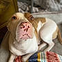 dog, canine, pet, close_up, lying_down, pink_nose, brown_spots, blanket, indoor, carpet, fur, ears, animal, looking_up, face, muzzle, domestic_animal, resting, cute, companion
