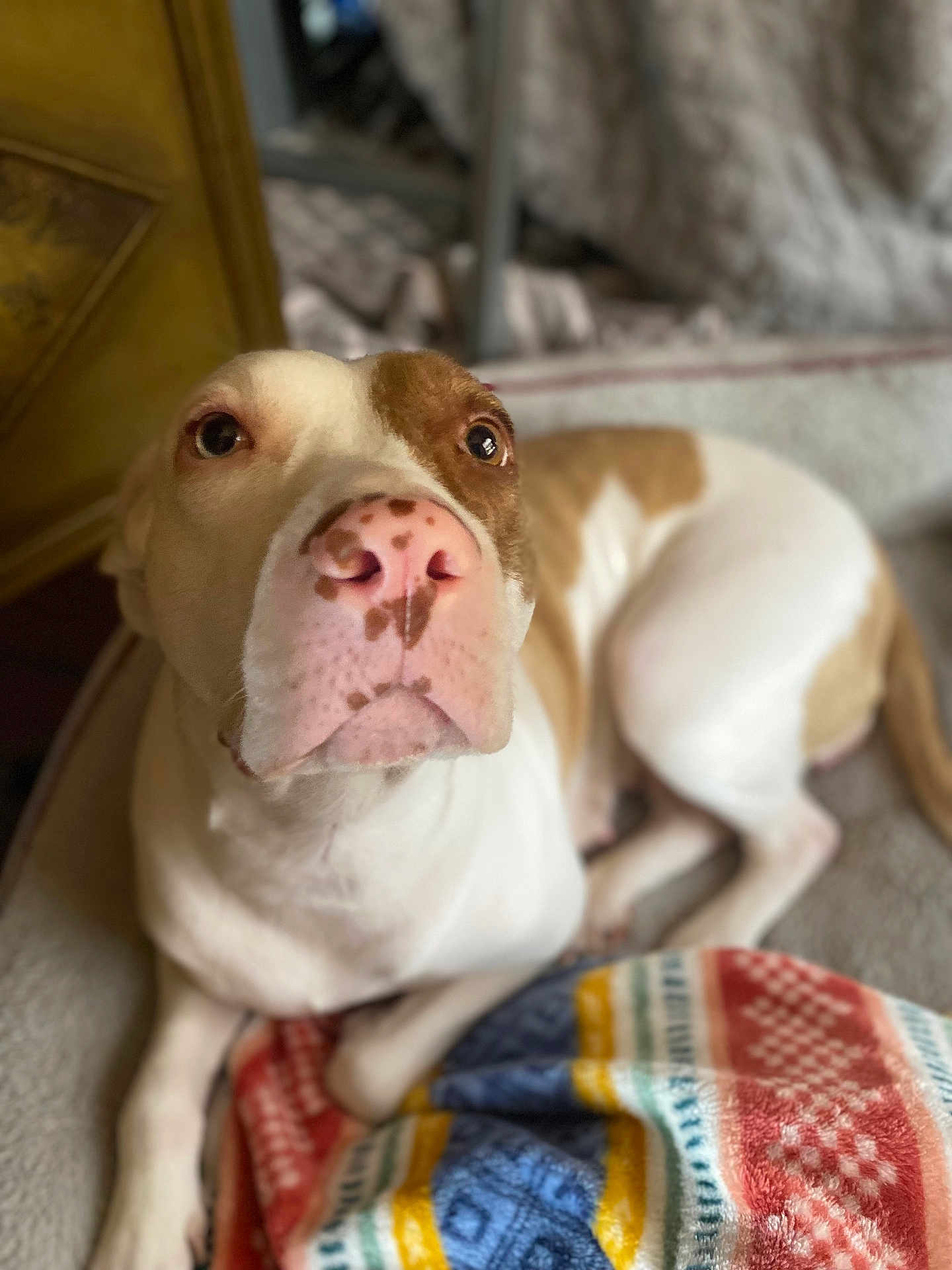 Daisy joined the competition — help win amazing prizes! dog, canine, pet, close_up, lying_down, pink_nose, brown_spots, blanket, indoor, carpet, fur, ears, animal, looking_up, face, muzzle, domestic_animal, resting, cute, companion
