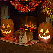 Sammie is registered to the contest to win money with this photo: cat, pumpkin, jack_o_lantern, fireplace, autumn, fall_decor, holiday, orange, indoor, carpet, leaf_garland, lights, decorations, mat, cozy, animal, home, night, festive, relaxing