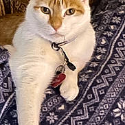 Sammy joined the competition — help win amazing prizes! animal, blanket, cat, closeup, collar, cozy, cute, domestic, feline, fur, indoor, laying_down, orange_and_white, patterned, paw, pet, portrait, relaxed, resting, tag