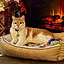 Sammy is registered to the contest to win money with this photo: animal, carpet, cat, christmas, collar, cozy, festive, fireplace, fur, holiday_decorations, home, indoor, orange_cat, pet_bed, plush, relaxed, resting, tag, toys, warm_light