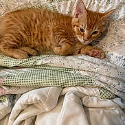 Simba joined the competition — help win amazing prizes! kitten, cat, ginger_cat, pet, animal, feline, bed, blanket, quilt, patterned_textile, floral_pattern, checkered_pattern, resting, cute, paw, indoor, soft, cozy, nap, fur