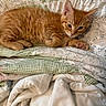 animal, bed, blanket, cat, checkered_pattern, cozy, cute, feline, floral_pattern, fur, ginger_cat, indoor, kitten, nap, patterned_textile, paw, pet, quilt, resting, soft