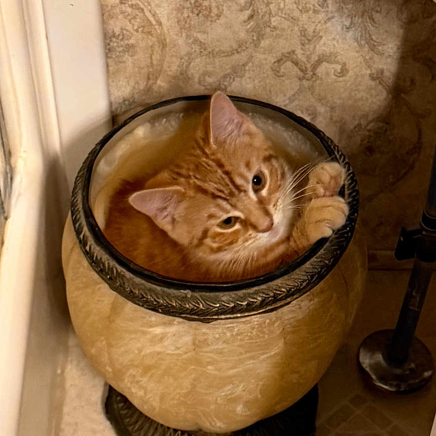 Simba is registered to the contest to win money with this photo: cat, orange_tabby, urn, decor, indoor, floor, tile, wallpaper, curious, pet, cozy, feline, container, looking_up, small_space, domestic, cute, animal, resting, home