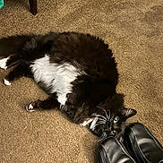Fluffy is registered to the contest to win money with this photo: black_and_white, carpet, cat, cozy, curious_eyes, domestic_cat, feline, floor, fluffy, household, indoor, lying_down, paws, pet, playful, relaxed, resting, shoes, soft_fur, whiskers