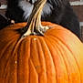 animal, autumn, background, black_cat, brick_wall, cat, closeup, cozy, curious, cute, fall, feline, fluffy, indoor, nature, orange, pet, pumpkin, seasonal, stem