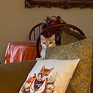 Sampson is registered to the contest to win money with this photo: cat, orange_cat, white_cat, animal, pet, indoors, living_room, armchair, cushion, pillow, cat_pillow, furniture, table, tablecloth, fruit_arrangement, wall_art, ornate_frame, decorative, patterned, cozy