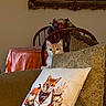 animal, armchair, cat, cat_pillow, cozy, cushion, decorative, fruit_arrangement, furniture, indoors, living_room, orange_cat, ornate_frame, patterned, pet, pillow, table, tablecloth, wall_art, white_cat