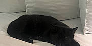 Hazel is registered to the contest to win money with this photo: animal, bed, black_cat, cat, comfort, cozy, cute, domestic, feline, fur, indoor, nap, pet, pillows, quiet, relaxation, resting, sleeping, soft, white_bed