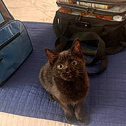 Hazel is registered to the contest to win money with this photo: bed, bedroom, black_cat, blue_blanket, curious, domestic_animal, ears, eyes, feline, fur, indoor, kitten, looking_up, pet, pill_organizer, sitting, soft_texture, travel_bag, whiskers, young_cat
