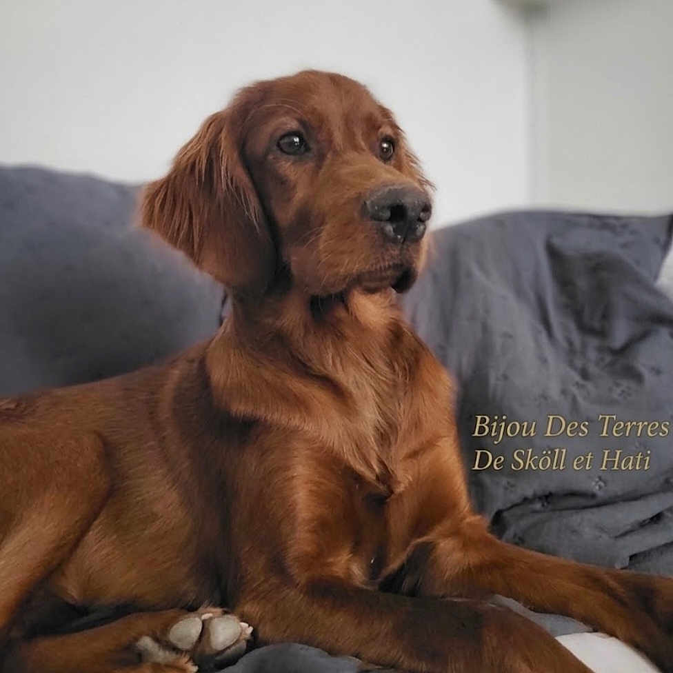Bijou a rejoint le concours — aidez-le/la à gagner de superbes lots ! dog, puppy, reddish_brown, long_hair, floppy_ears, brown_eyes, black_nose, lying_down, bed, blanket, gray_bedding, indoors, portrait, pet, canine, cozy, adorable, alert, home, photography