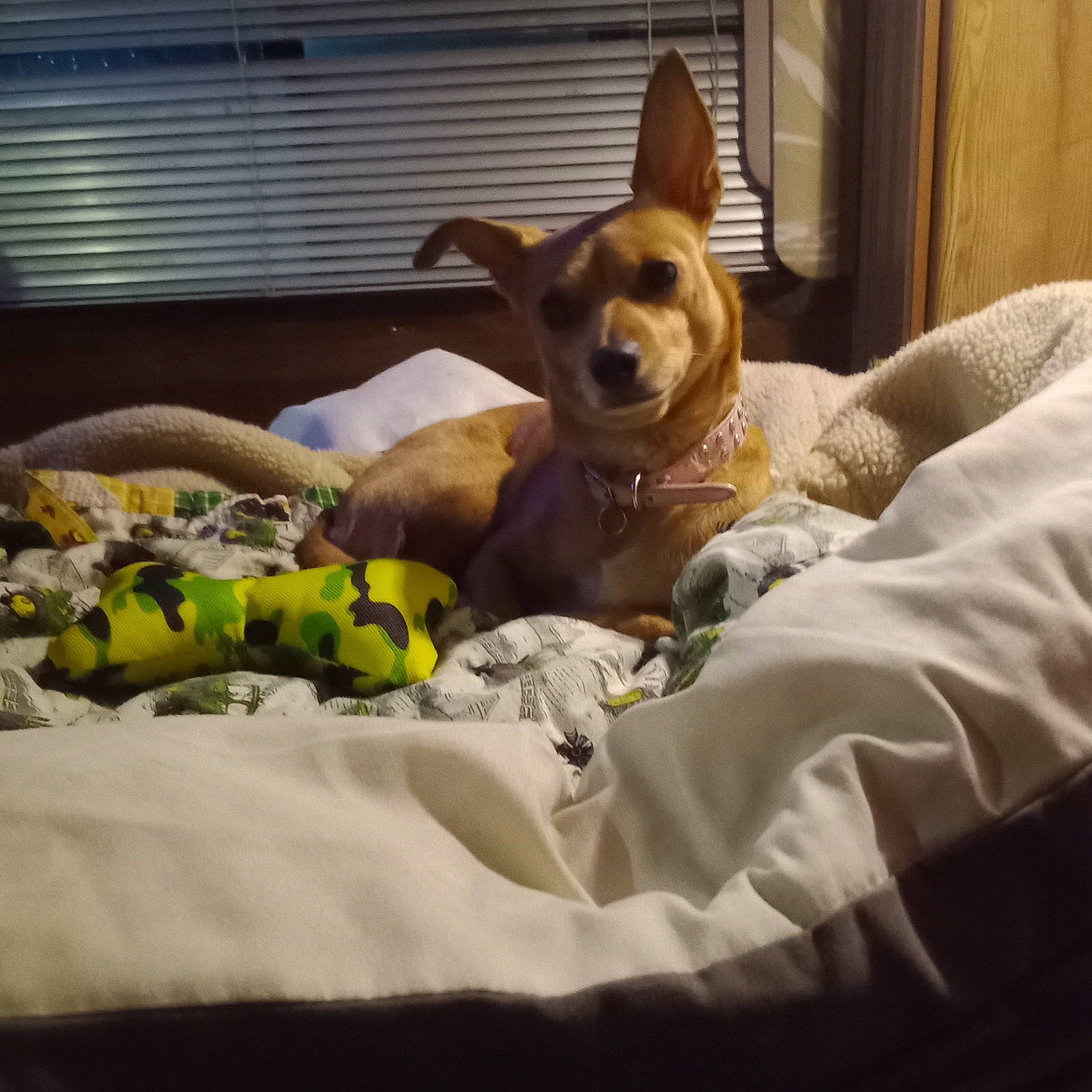 Junebug is registered to the contest to win money with this photo: bed, bedding, canidae, carnivore, comfort, companion_dog, dog, dog_bed, dog_breed, dog_supply, fawn, linens, paw, room, snout, sporting_group, toy, whiskers, window_blind, working_animal